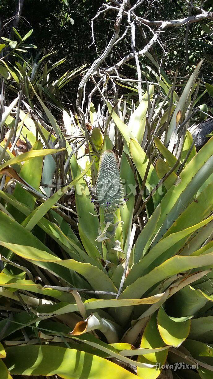 Aechmea muricata