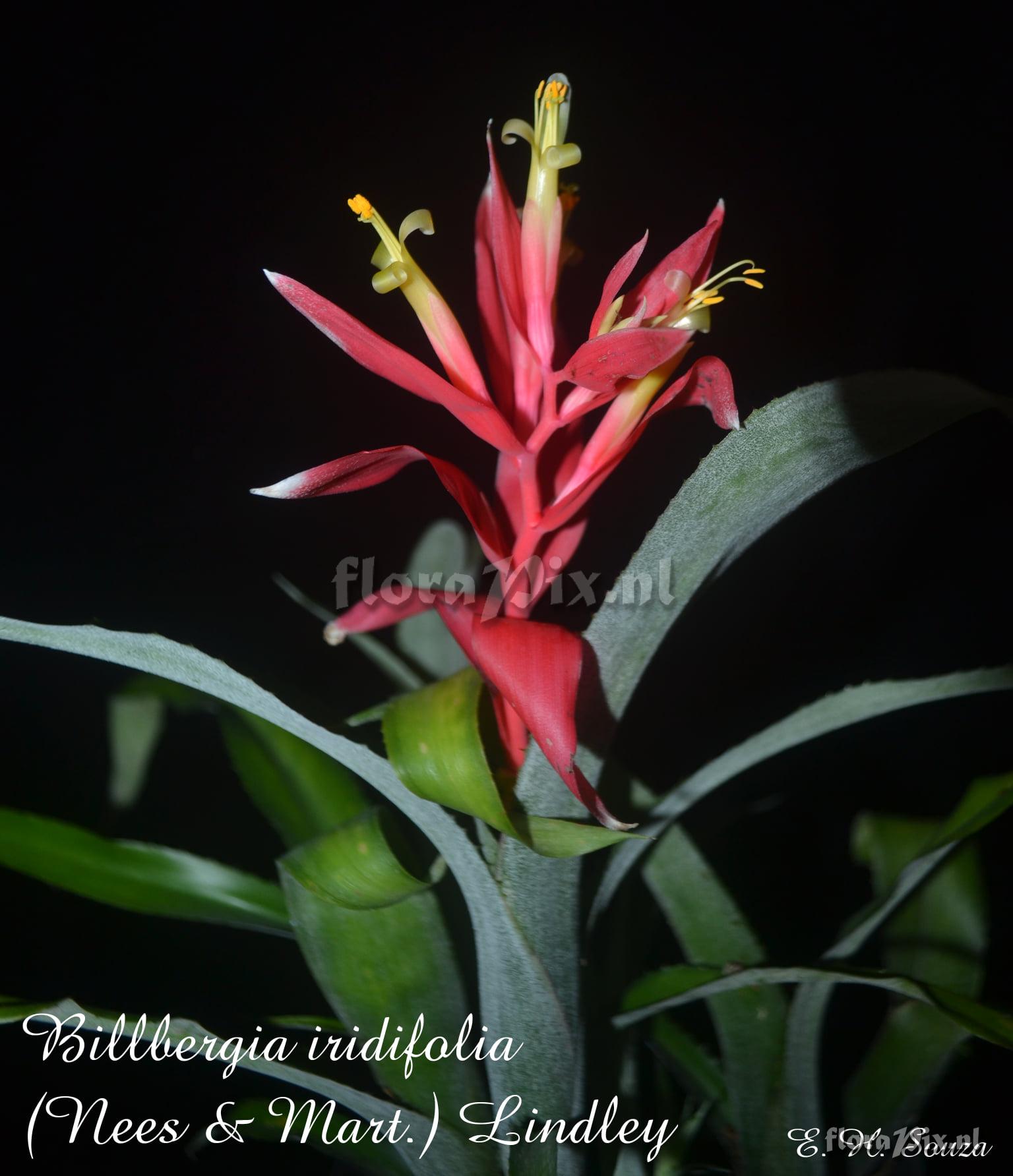 Billbergia iridifolia