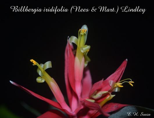 Billbergia iridifolia