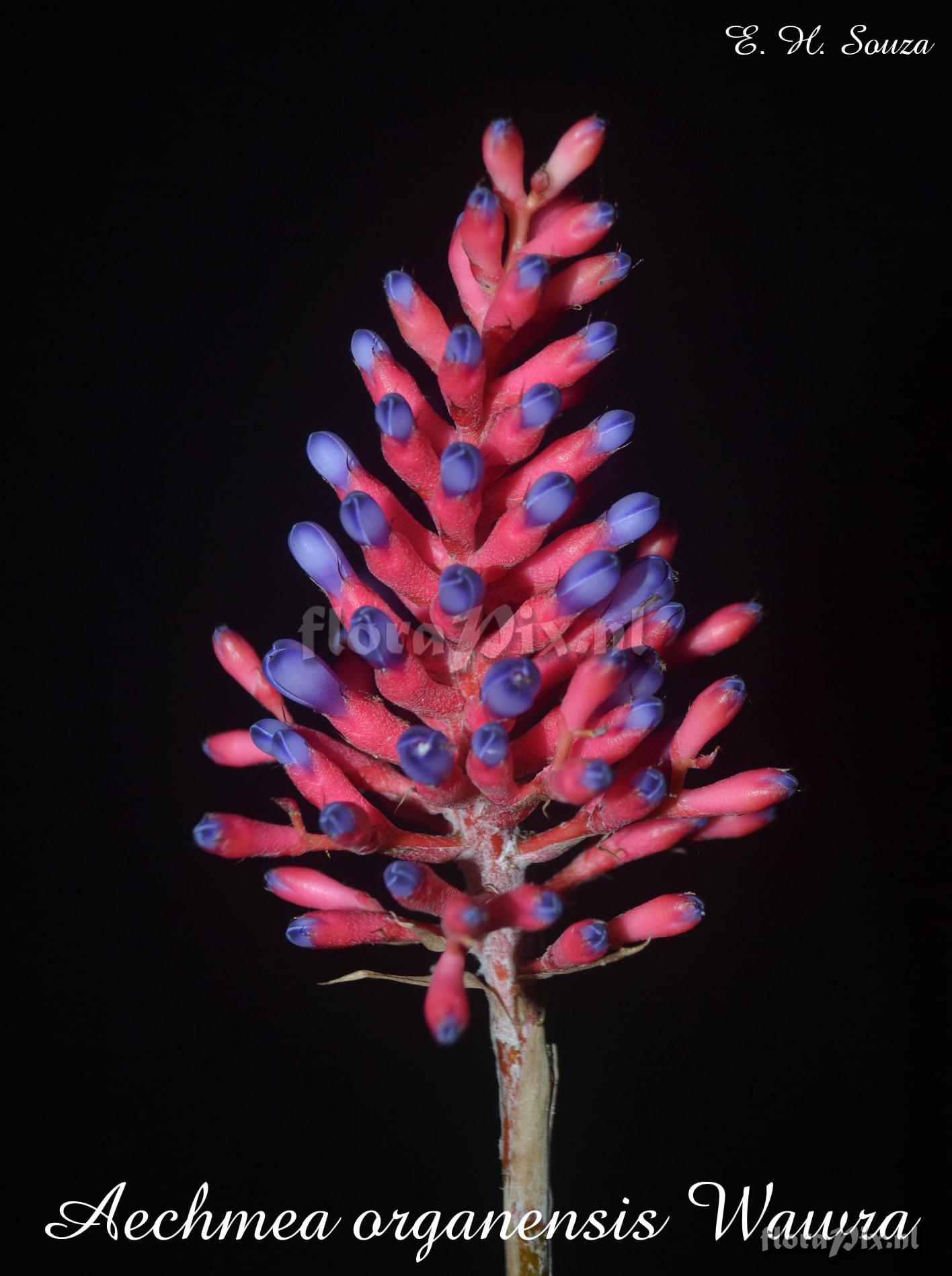 Aechmea organensis