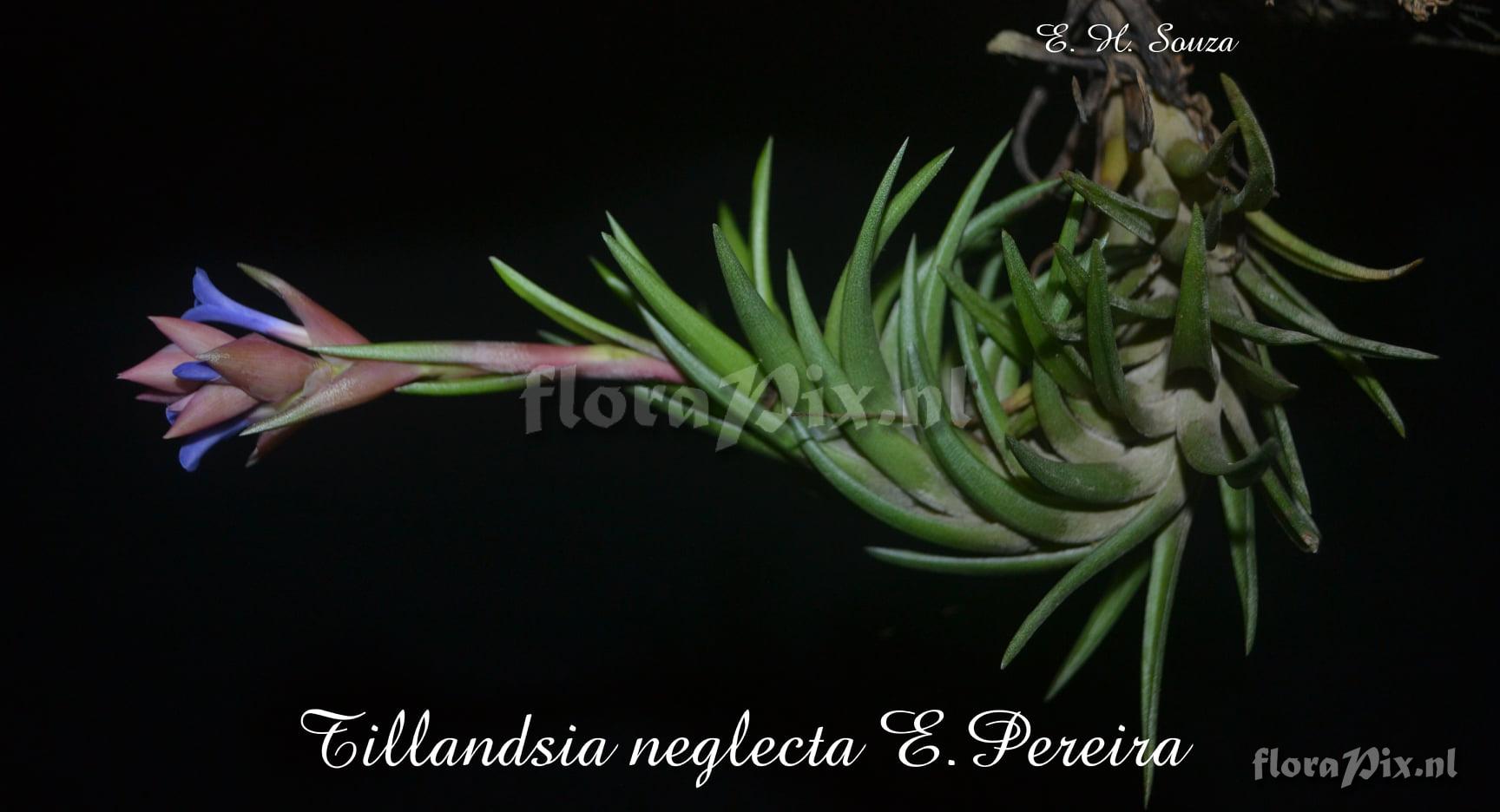 Tillandsia neglecta