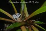 Cryptanthus maritimus