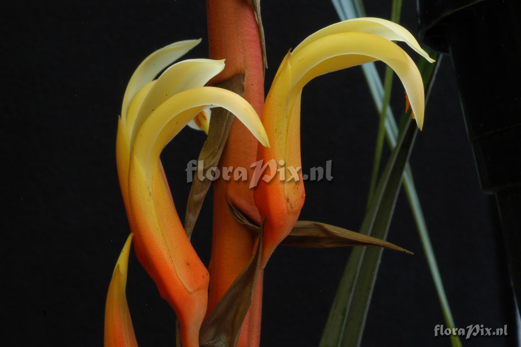 Pitcairnia elvirae