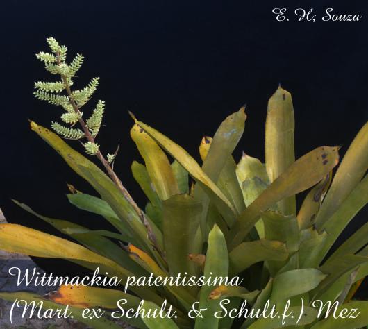 Wittmackia patentissima