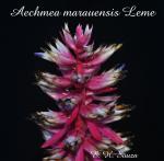 unknown Aechmea marauensis