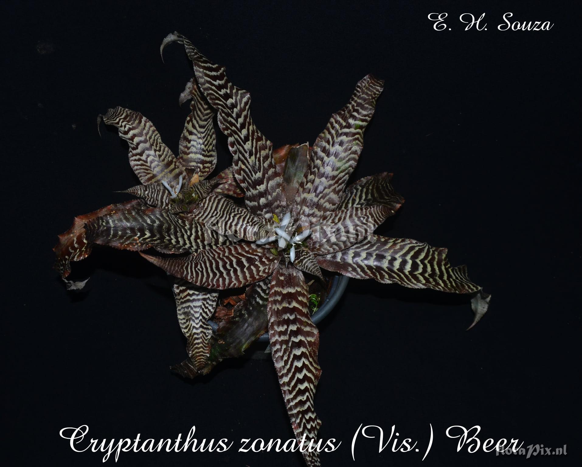 Cryptanthus zonatus