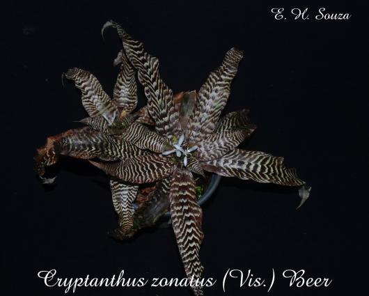 Cryptanthus zonatus