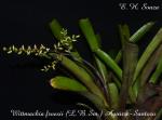 Wittmackia froesii