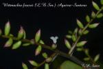 Wittmackia froesii