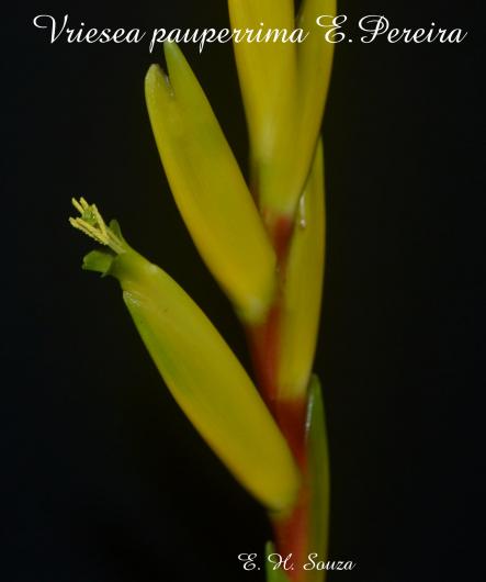 Vriesea pauperrima