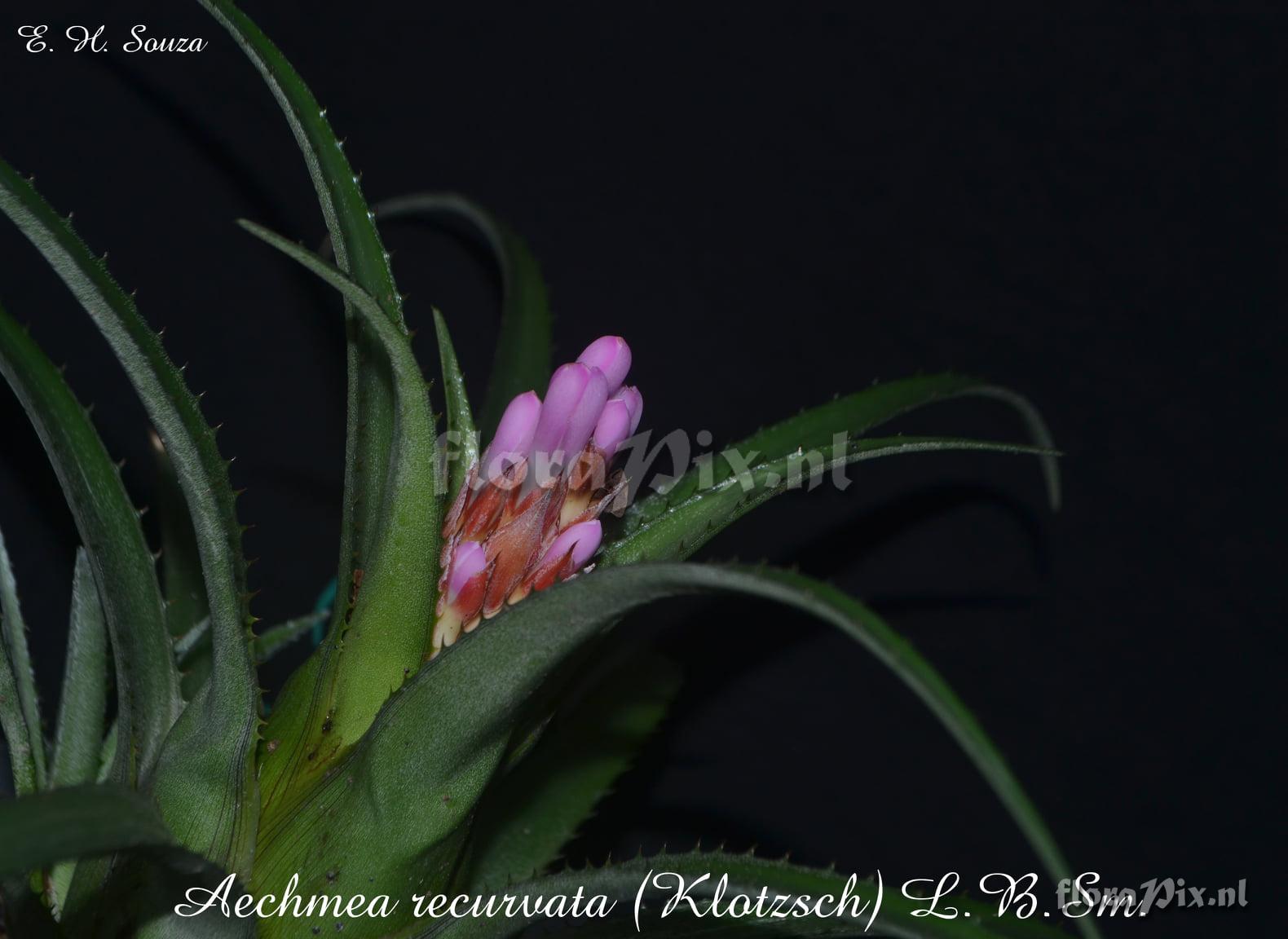 Aechmea recurvata