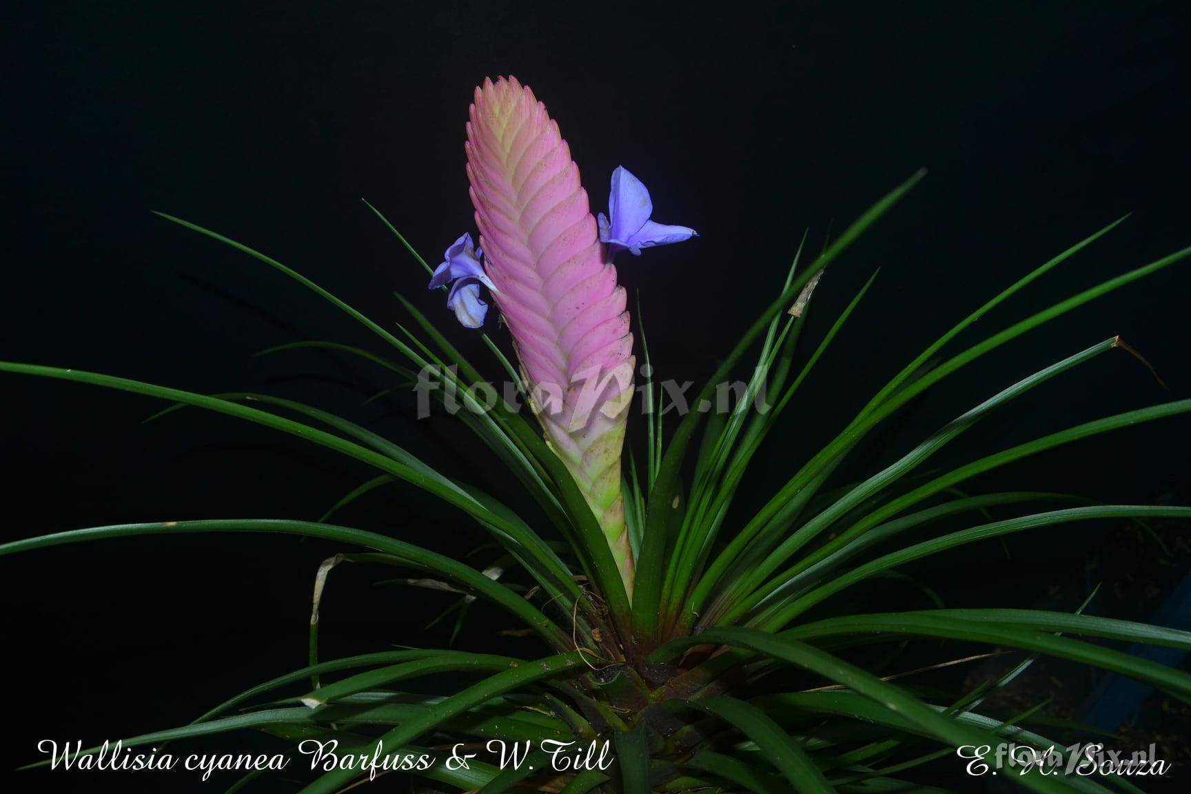 Wallisia cyanea