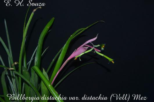 Billbergia distachia