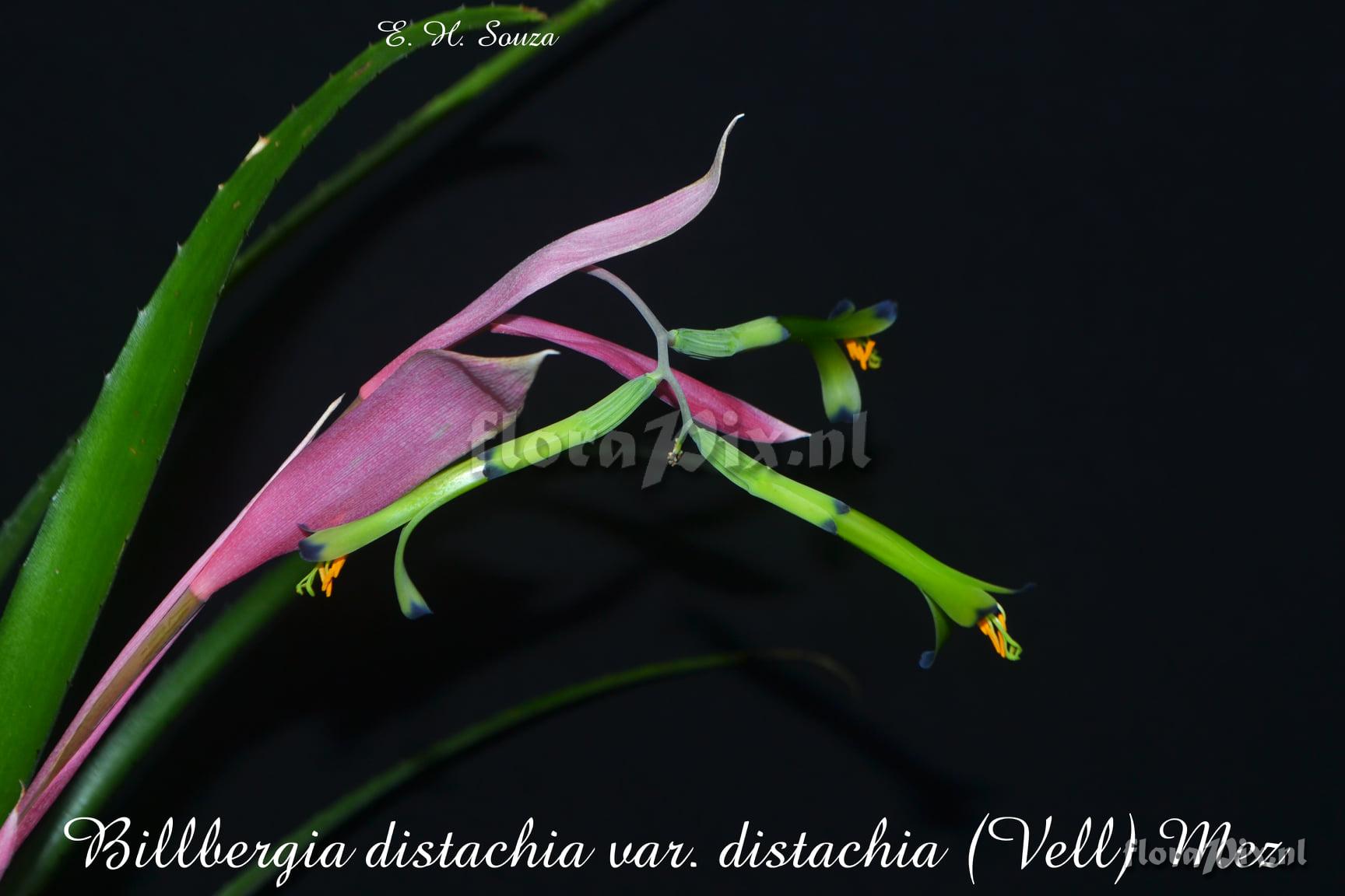 Billbergia distachia