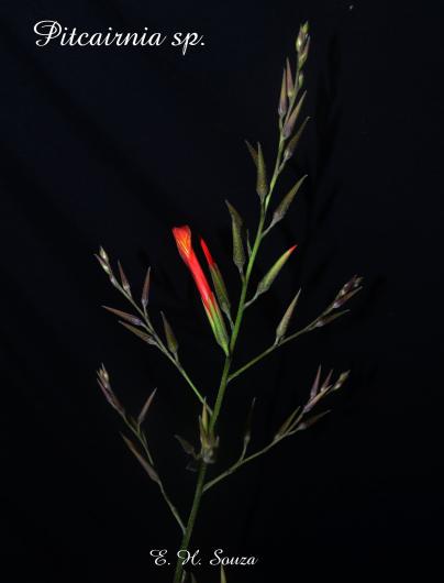 Pitcairnia truncata