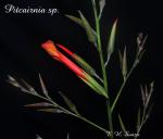 Pitcairnia truncata