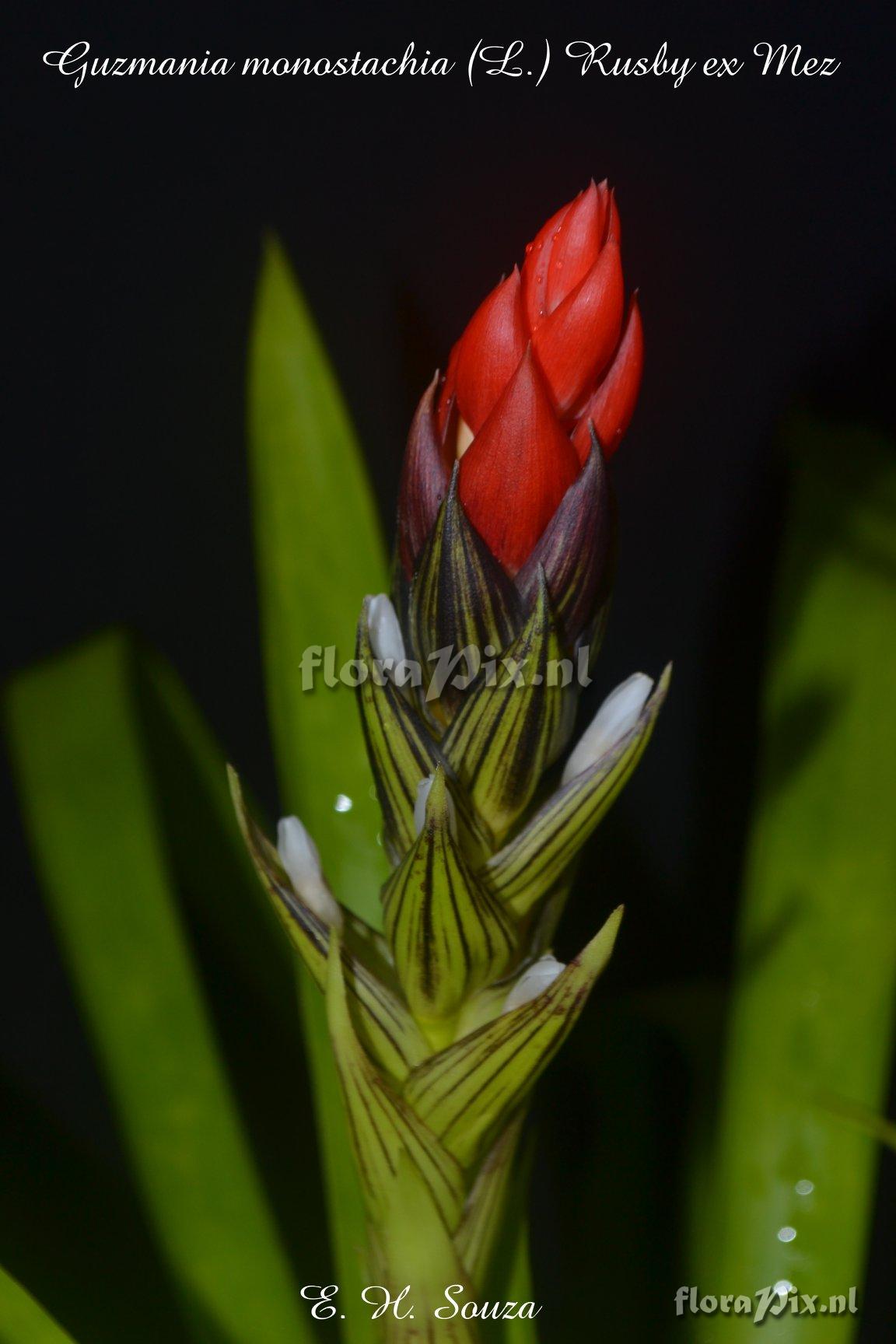 Guzmania monostachia