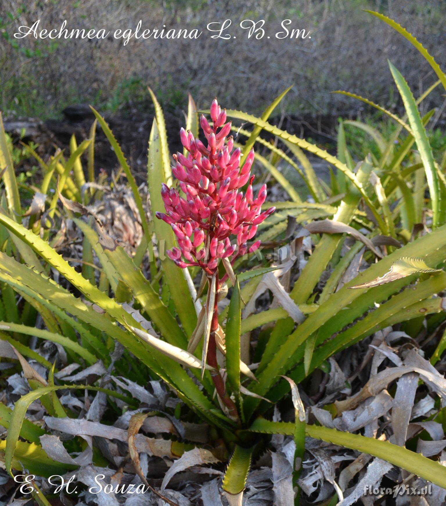 Aechmea egleriana