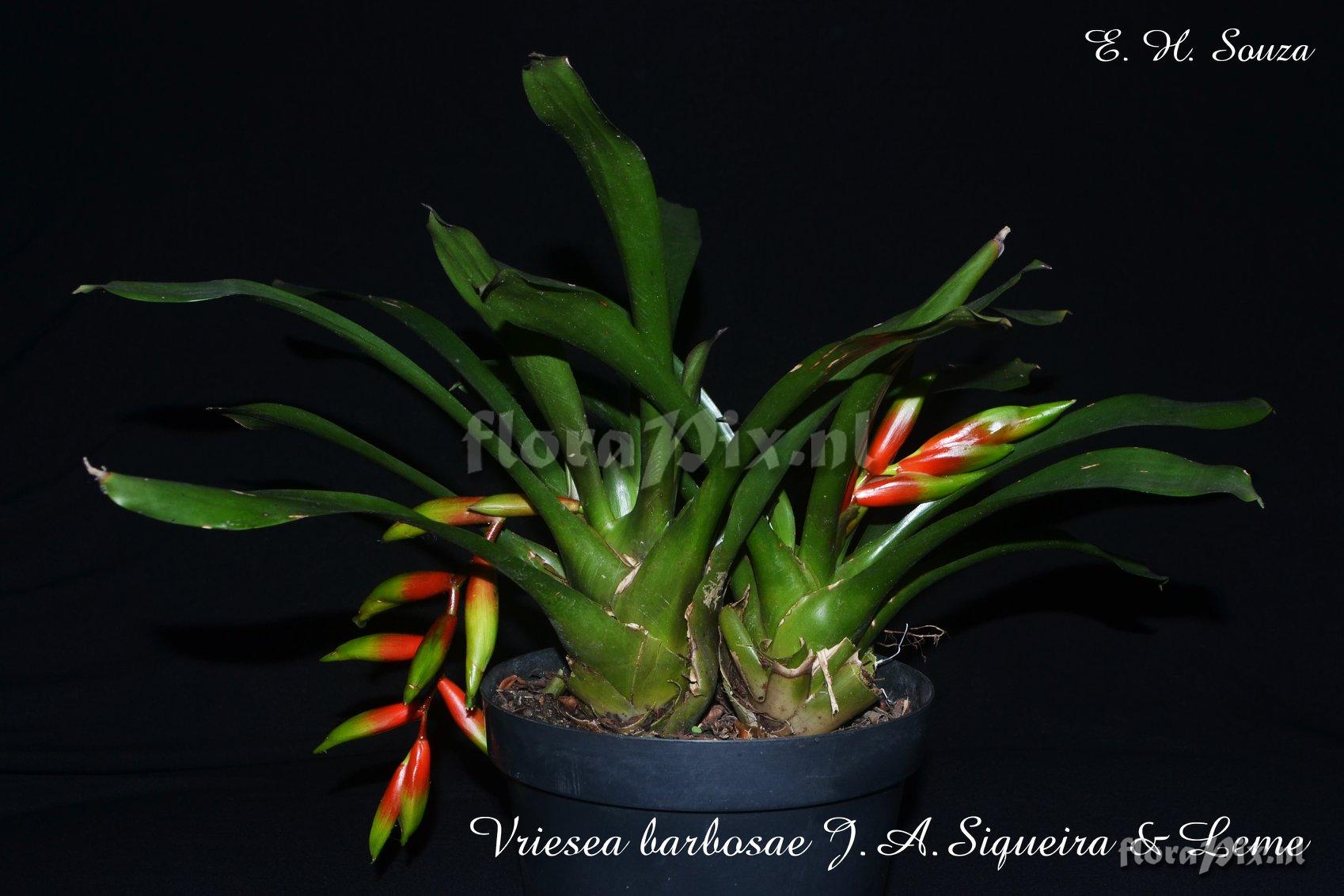 Vriesea barbosae