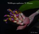 Billbergia euphemiae