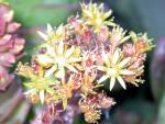 Aeonium gorgoneum in flower