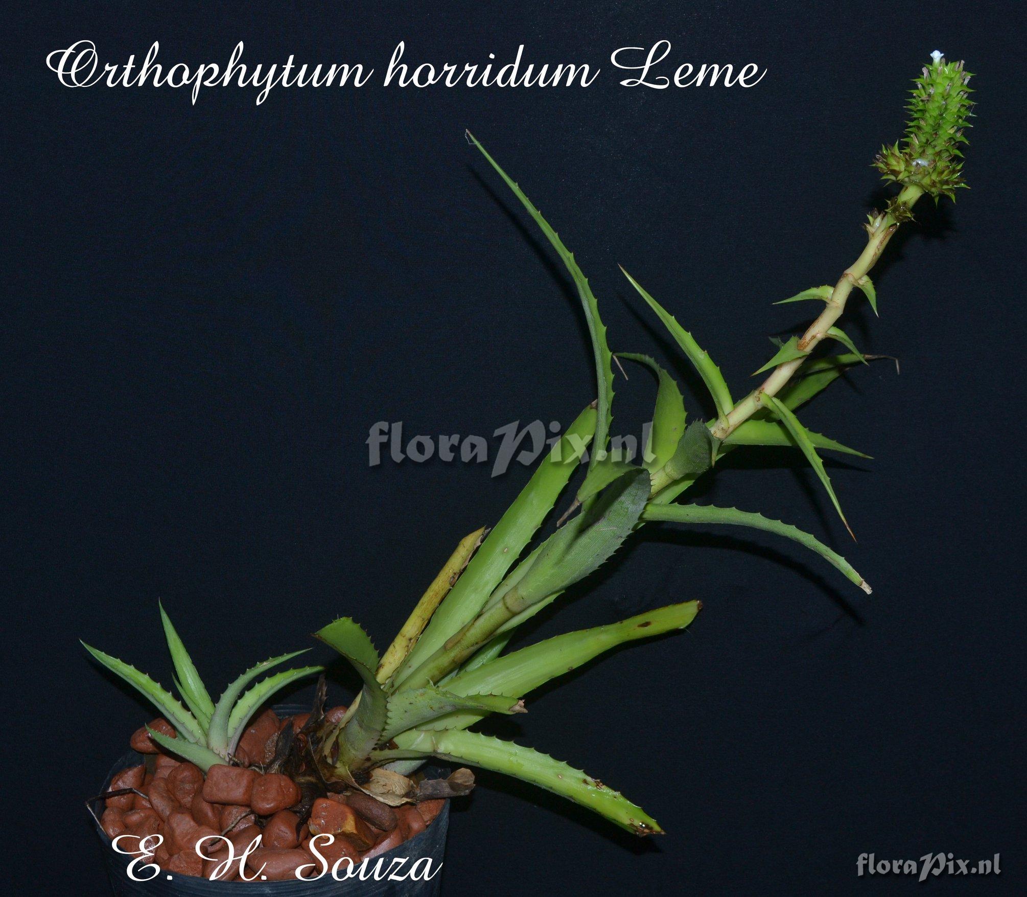 Orthophytum horridum