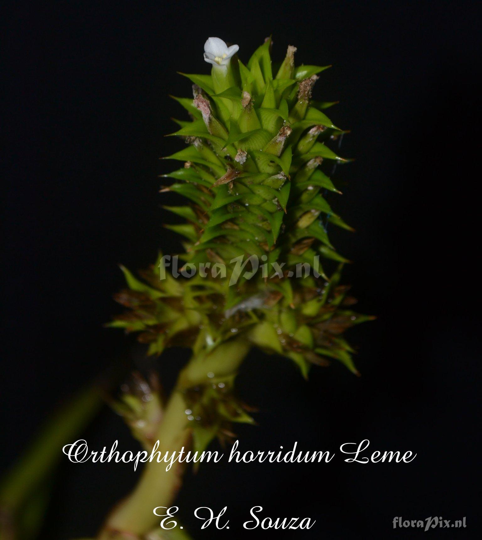 Orthophytum horridum