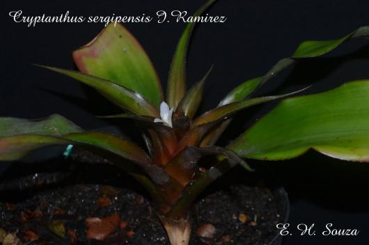 Cryptanthus sergipensis