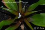 Cryptanthus sergipensis