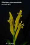 Vriesea bleheri forma atroviolaceifolia