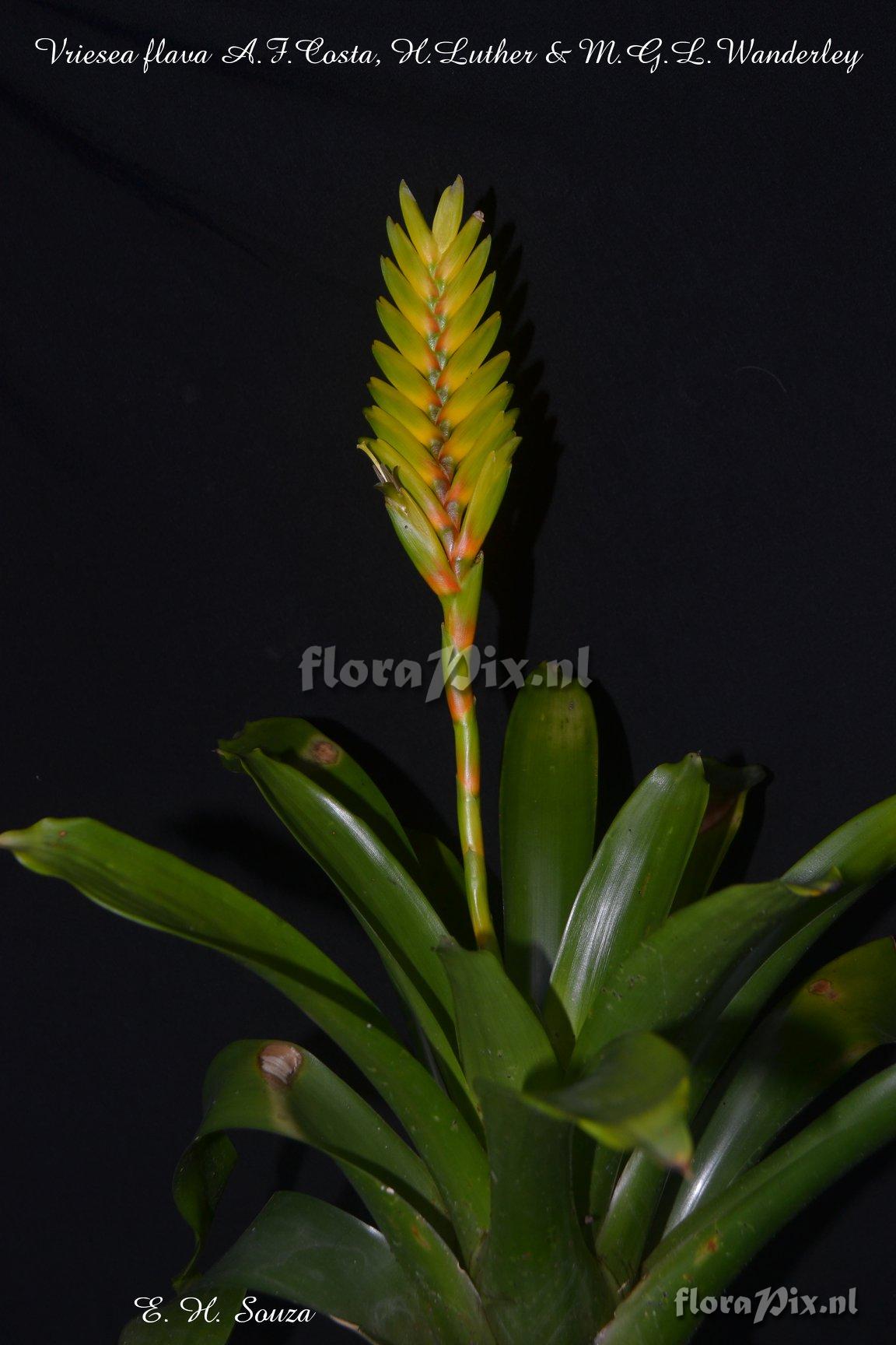 Vriesea flava