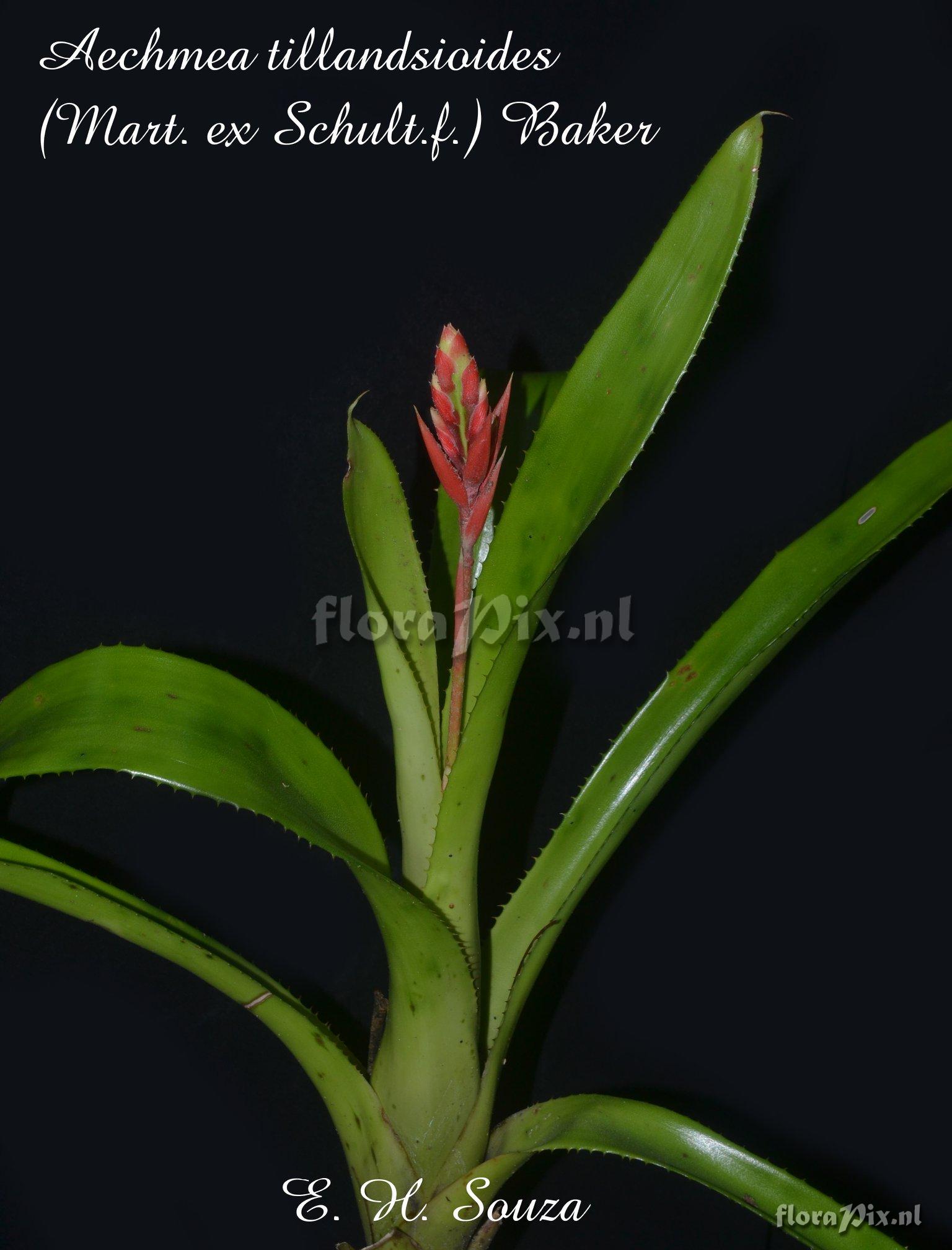 Aechmea tillandsioides