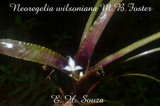 Neoregelia wilsoniana
