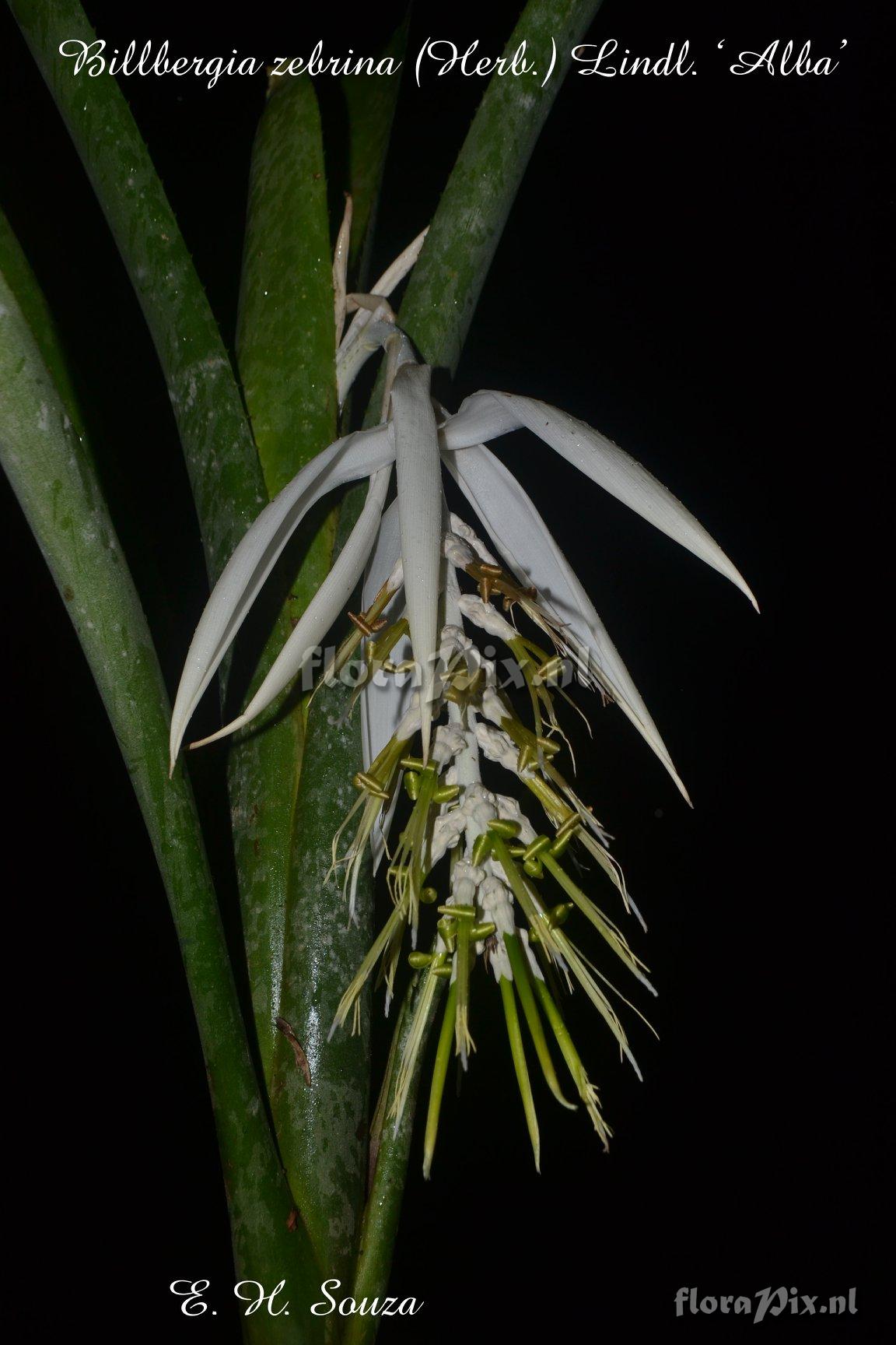 Billbergia zebrina