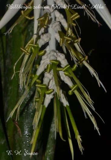 Billbergia zebrina