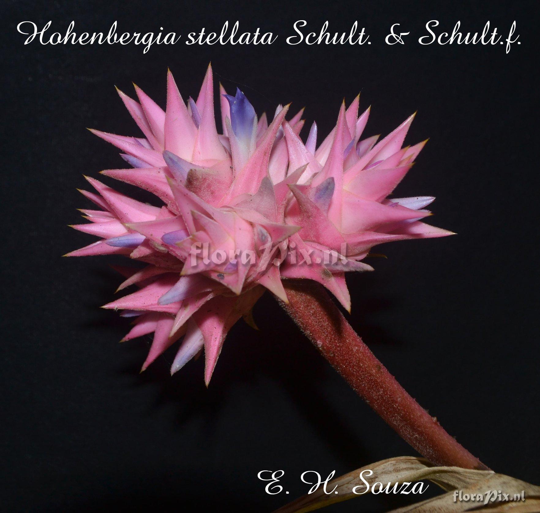 Hohenbergia stellata