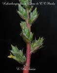 Hohenbergia flava