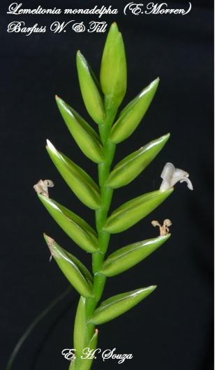 Lemeltonia monadelpha