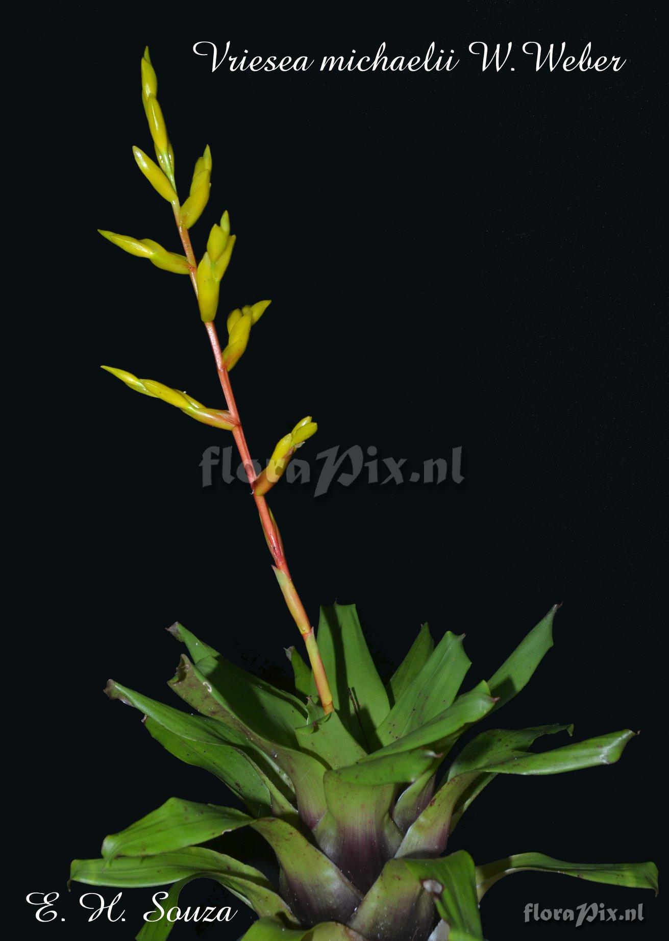 Vriesea michaelii