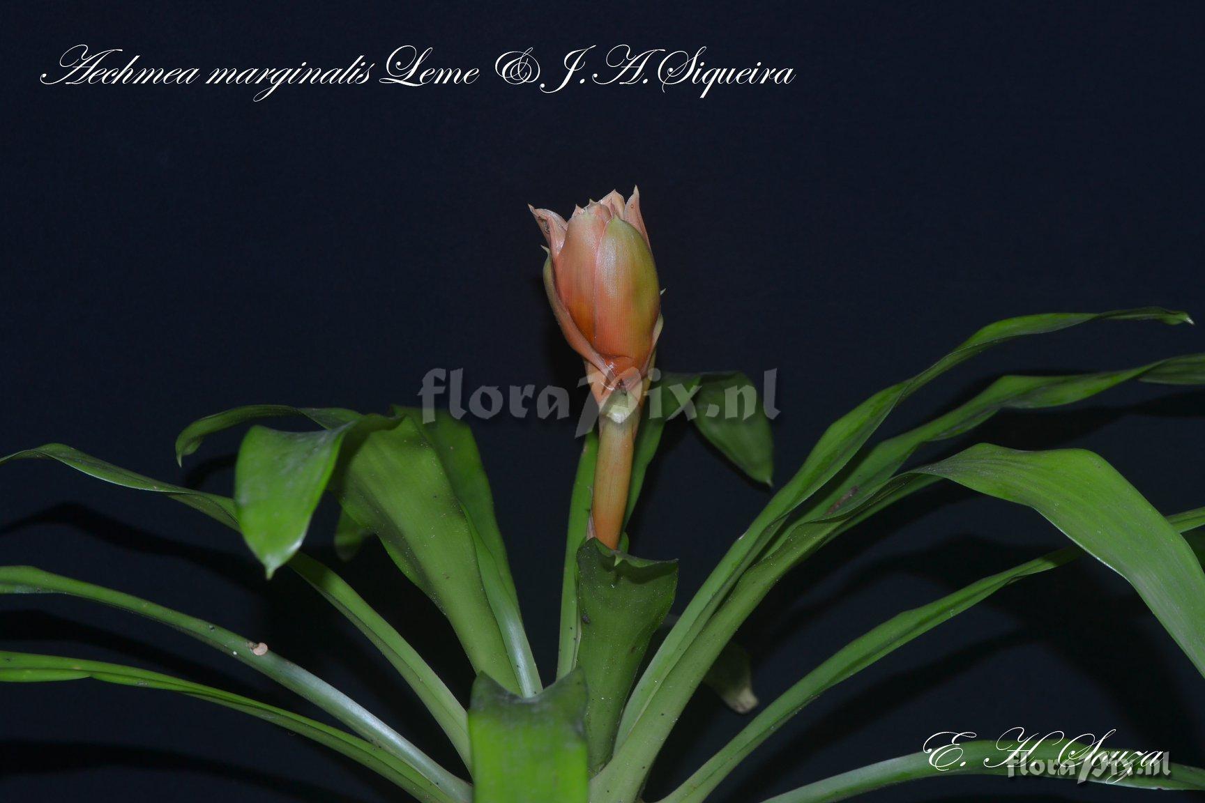 Aechmea marginalis