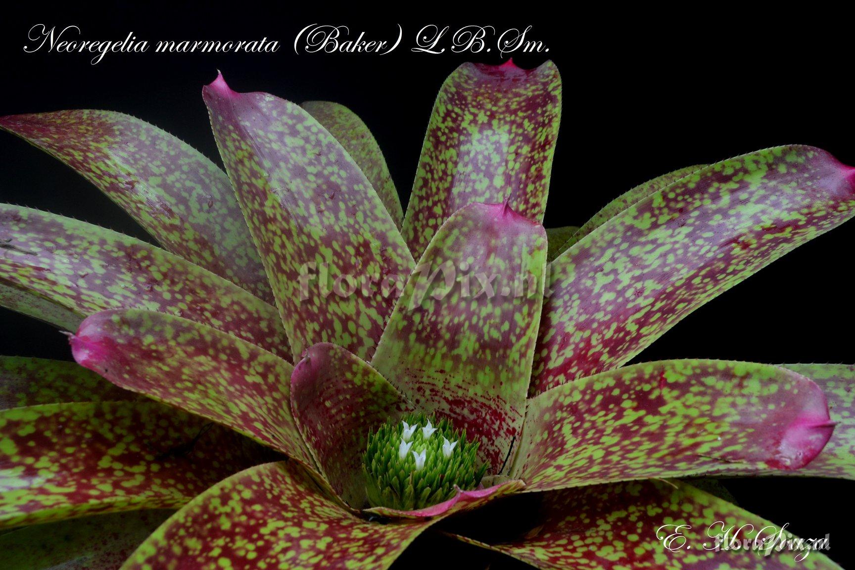 Neoregelia marmorata