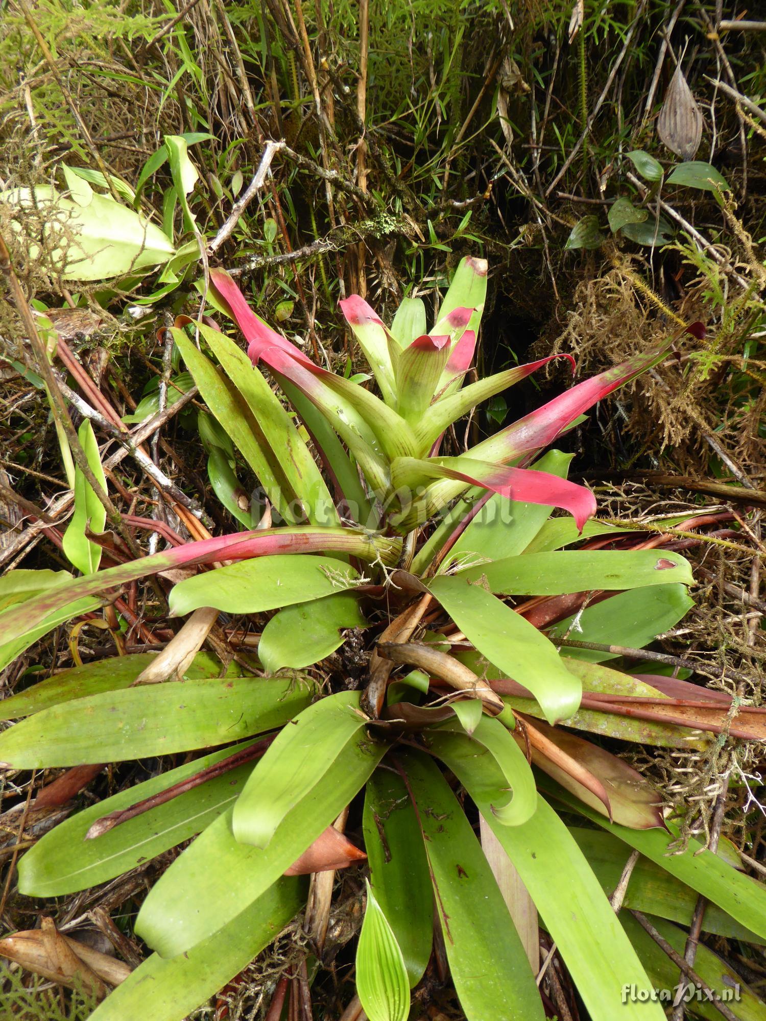 Guzmania circinnata