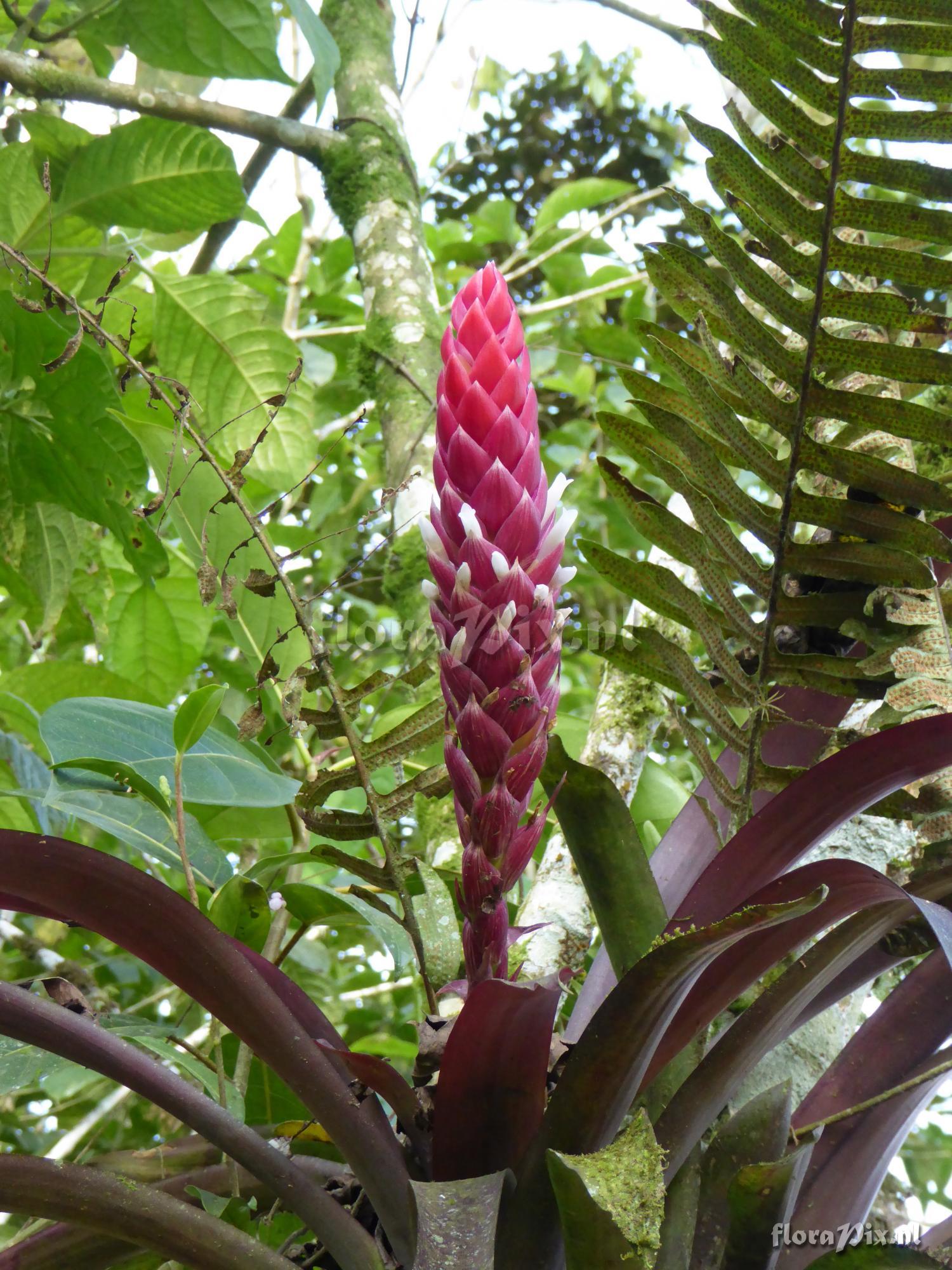 Guzmania fuerstenbergiana x