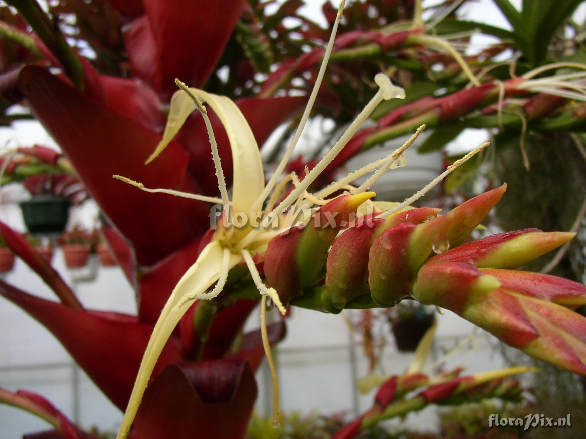 Alcantarea imperialis