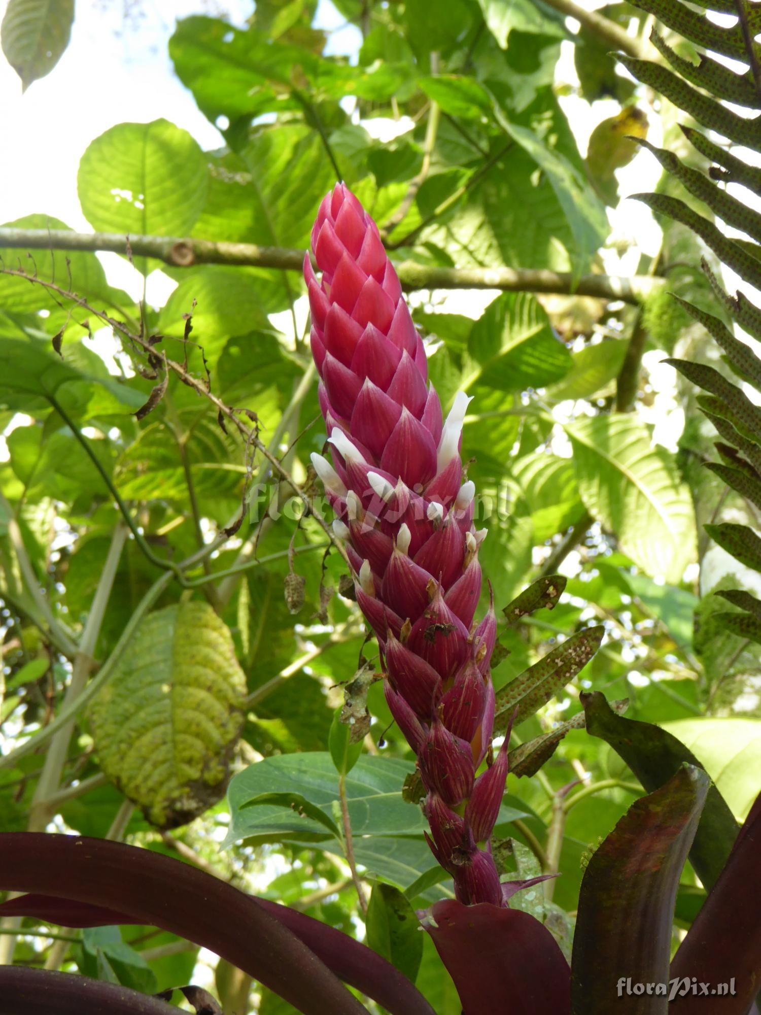 Guzmania fuerstenbergiana x