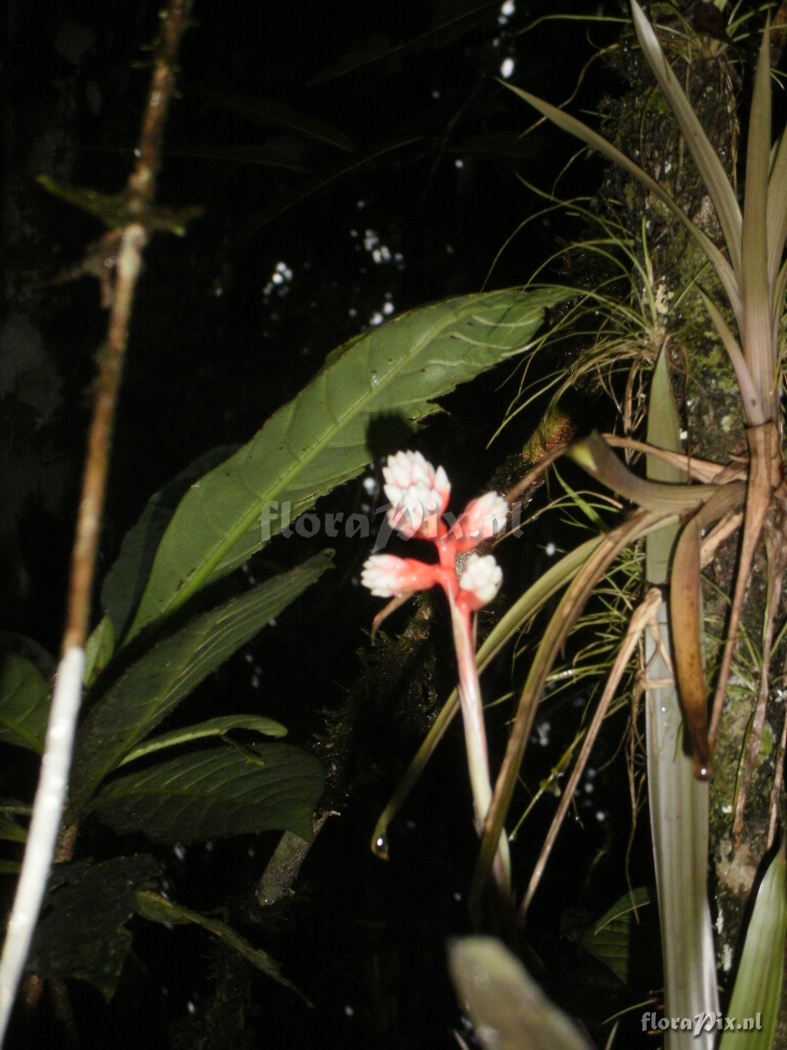 Guzmania nangaritzae