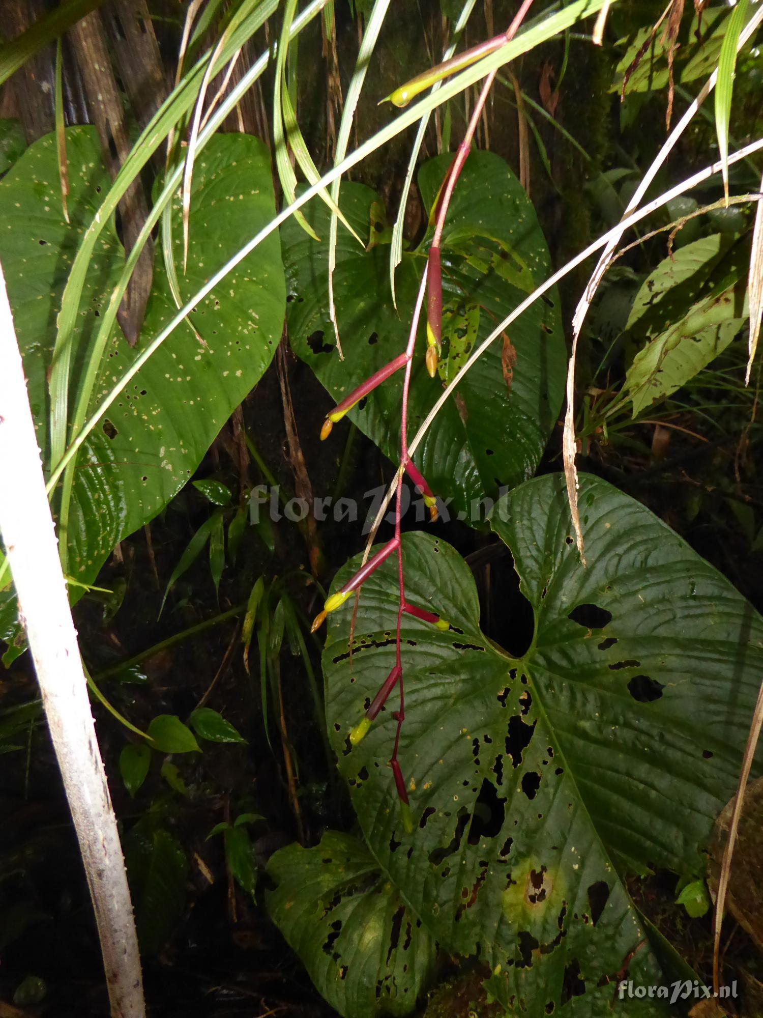 Guzmania scandens