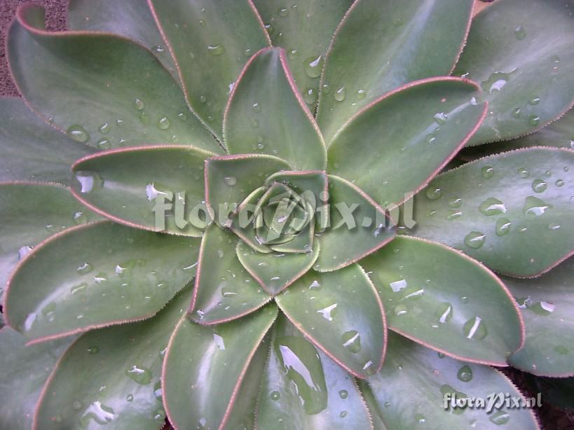 Aeonium hierrense