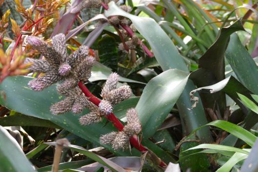 Hohenbergia rosea