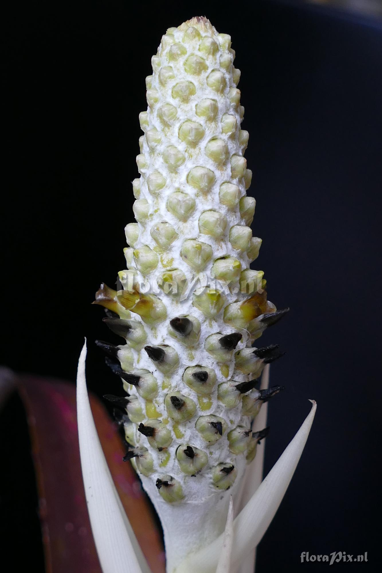 Aechmea bromeliifolia